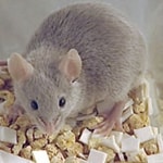 Small Brown Mouse in Dallas Attic Eating Food