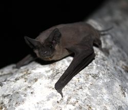 mexican free tailed bat