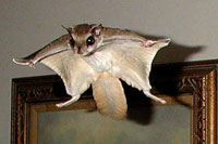 Flying squirrel with arms spread wide