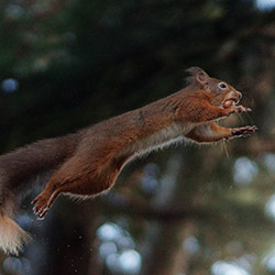 Flying Squirrel Removal, Get Rid of Flying Squirrels