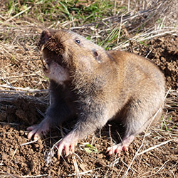 Pocket Gopher Control