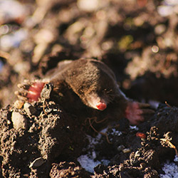 mole in the ground