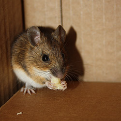 mouse in corner eating