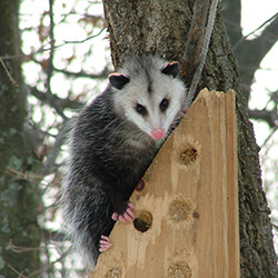 possum perched