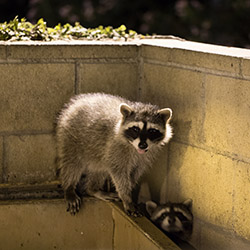 raccoons in the corner