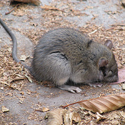 Rat Control Rat Control