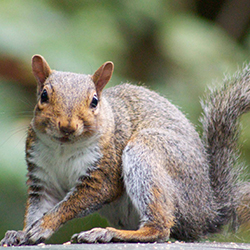 squirrel looking in camera