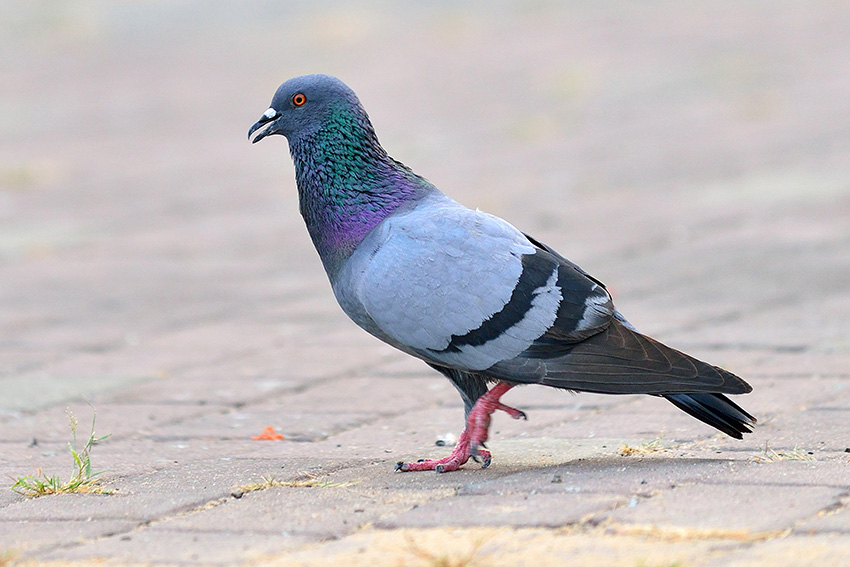 Pigeon Identification