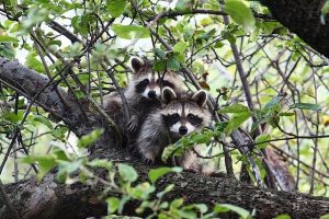 Raccoons Lounging on Tree Branches in Dallas Yard