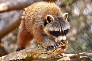 Raccoon in Dallas, Texas